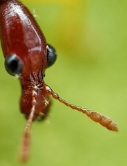 Korotyaevirhinus