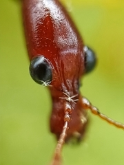 Korotyaevirhinus