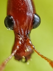 Korotyaevirhinus
