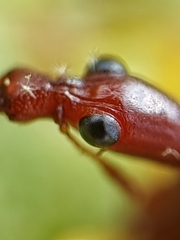 Korotyaevirhinus