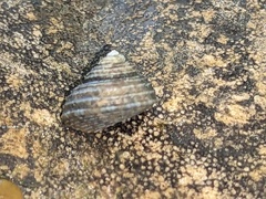 Eurytrochus strangei