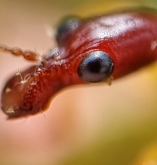 Korotyaevirhinus