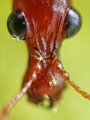 Korotyaevirhinus