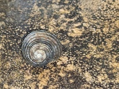 Eurytrochus strangei