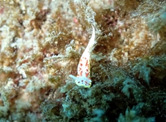 Diaphorodoris papillata