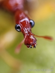 Korotyaevirhinus