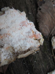 Hypomyces aurantius