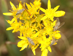 Phthiria canescens