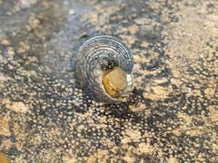 Eurytrochus strangei