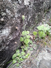 Felicia cymbalariae