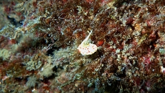 Diaphorodoris papillata