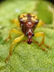 Korotyaevirhinus