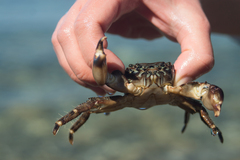 Pachygrapsus marmoratus