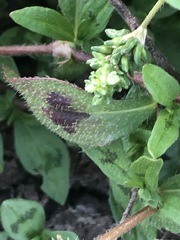Persicaria prostrata