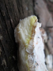 Hypomyces aurantius