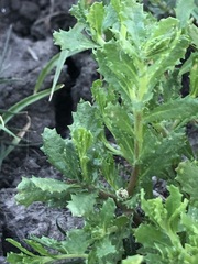 Centipeda cunninghamii