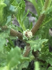 Centipeda cunninghamii