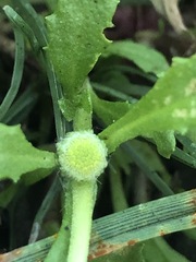 Centipeda cunninghamii