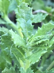 Centipeda cunninghamii