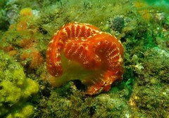 Sycozoa cerebriformis