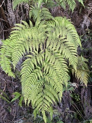 Pteridium