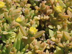 Delosperma rogersii