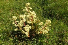 Aciphylla glacialis