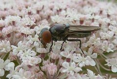 Chrysogaster solstitialis