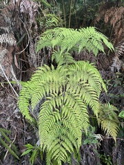 Pteridium