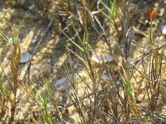 Sporobolus virginicus