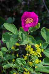 Paeonia caucasica