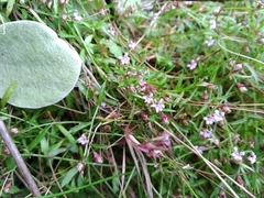 Lobelia eckloniana