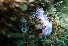 Prostheceraeus roseus