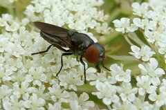 Chrysogaster solstitialis