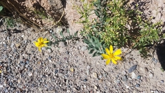 Heterotheca zionensis