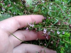 Lobelia eckloniana
