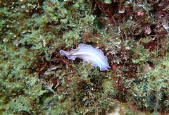 Prostheceraeus roseus