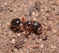 Myrmecina graminicola