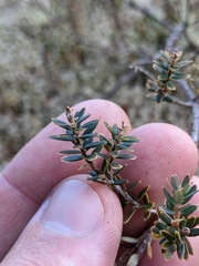 Acrothamnus colensoi