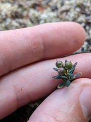 Acrothamnus colensoi