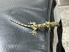 Gekko chinensis