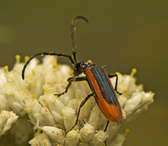 Stenoderus suturalis