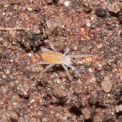 Rhagidiidae