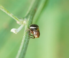 Bathyllus albicinctus