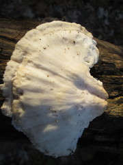 Hypomyces aurantius
