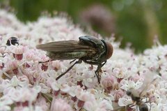 Chrysogaster solstitialis