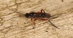 Aspicolpus carinator