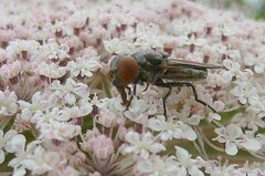 Chrysogaster solstitialis