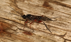 Aspicolpus carinator