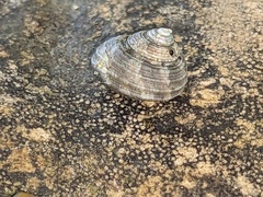 Eurytrochus strangei